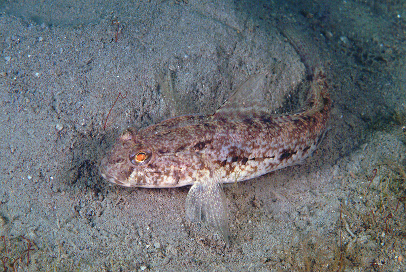 Gobius niger